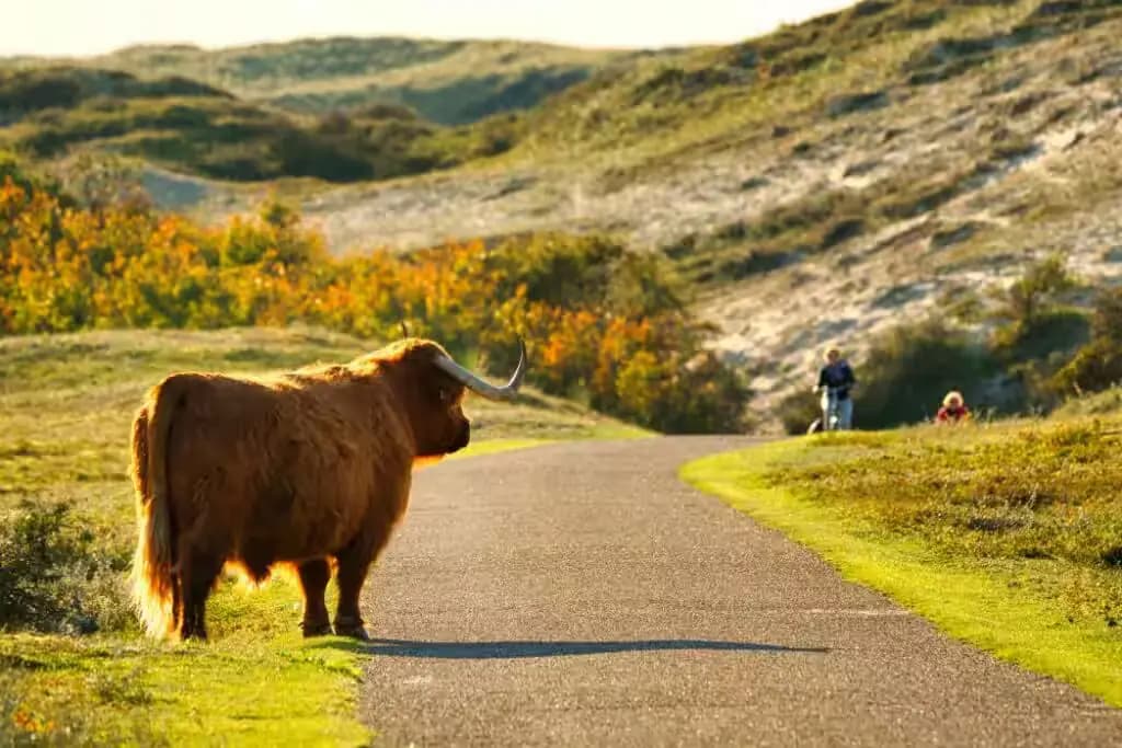 Highland Cow standing in dutch dunes