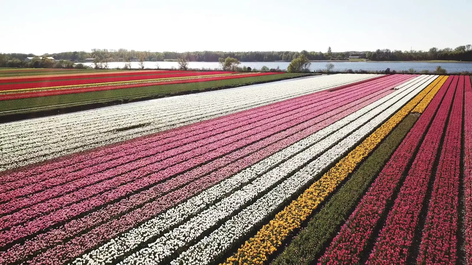 Poldertuin free tulip garden in Anna Paulowna North Holland