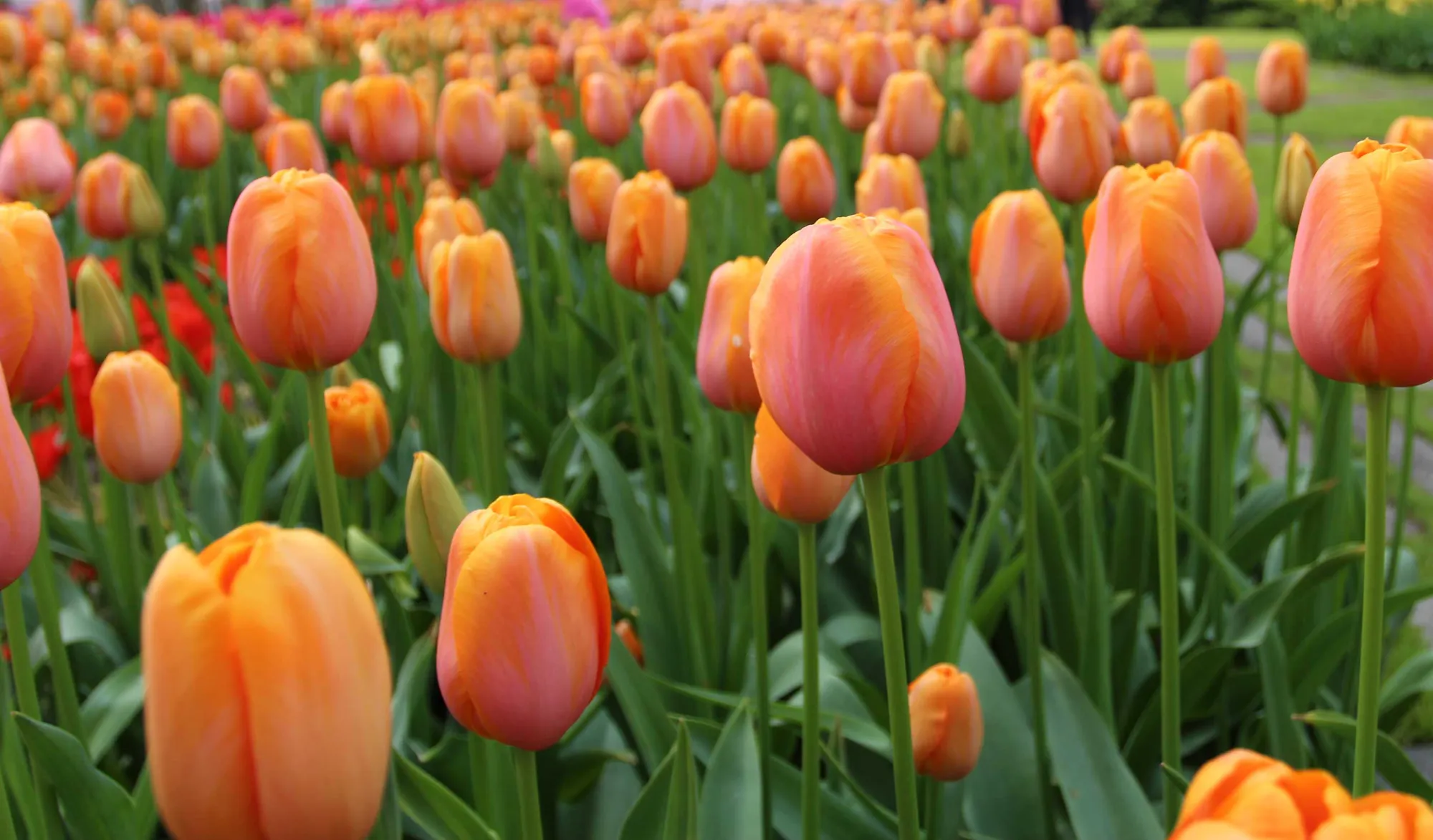 Tulip fields in different bloom stages