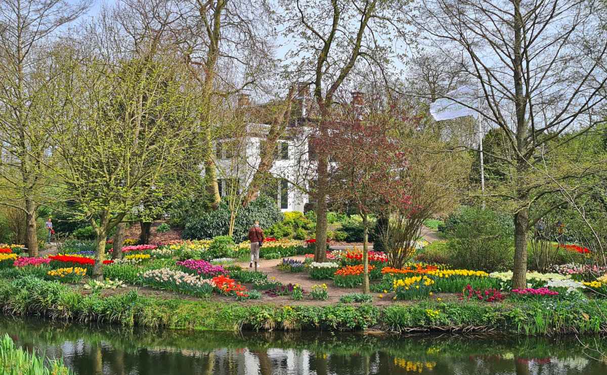 Free tulip fields in the Dutch countryside during spring bloom