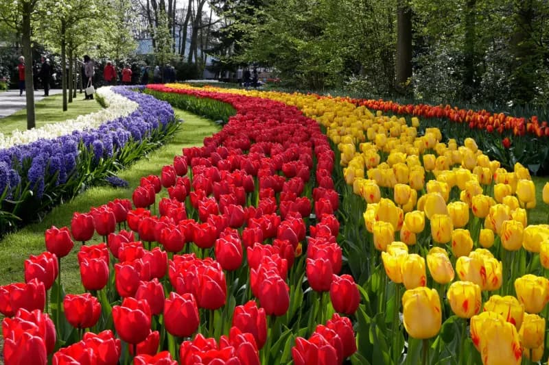 Tulip Experience Amsterdam show garden with millions of blooming tulips