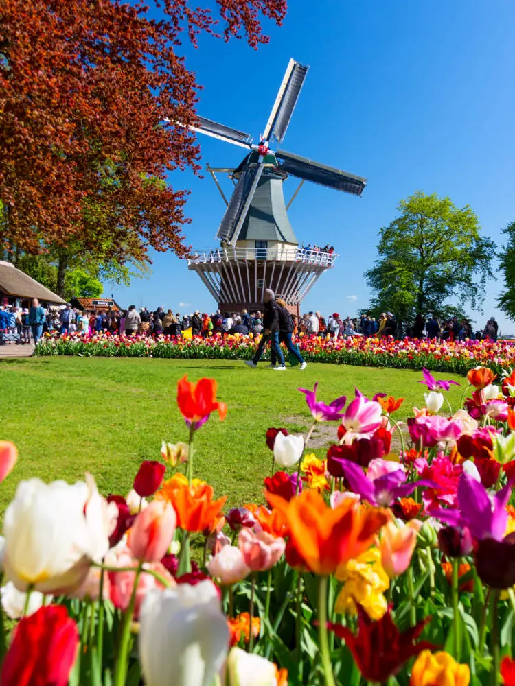 The windmill at the Keukenhof