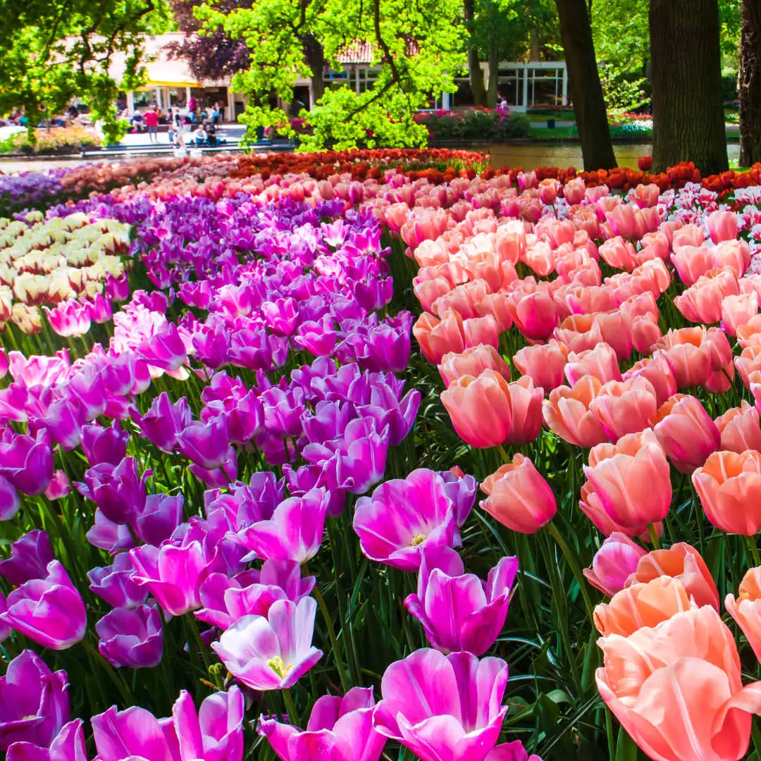 Tulips in full bloom at the Keukenhof