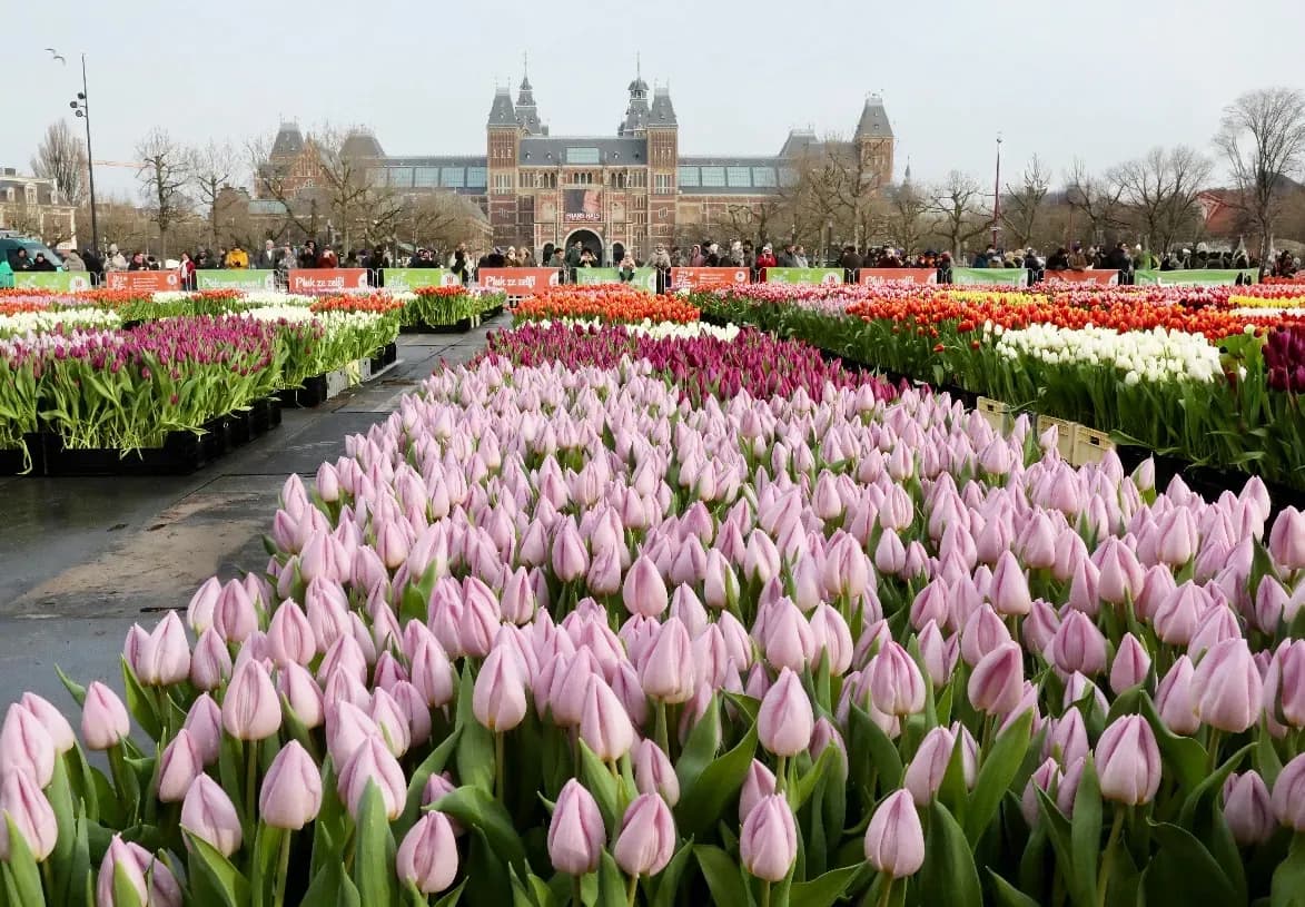 Amsterdam canal cruise with tulips on board