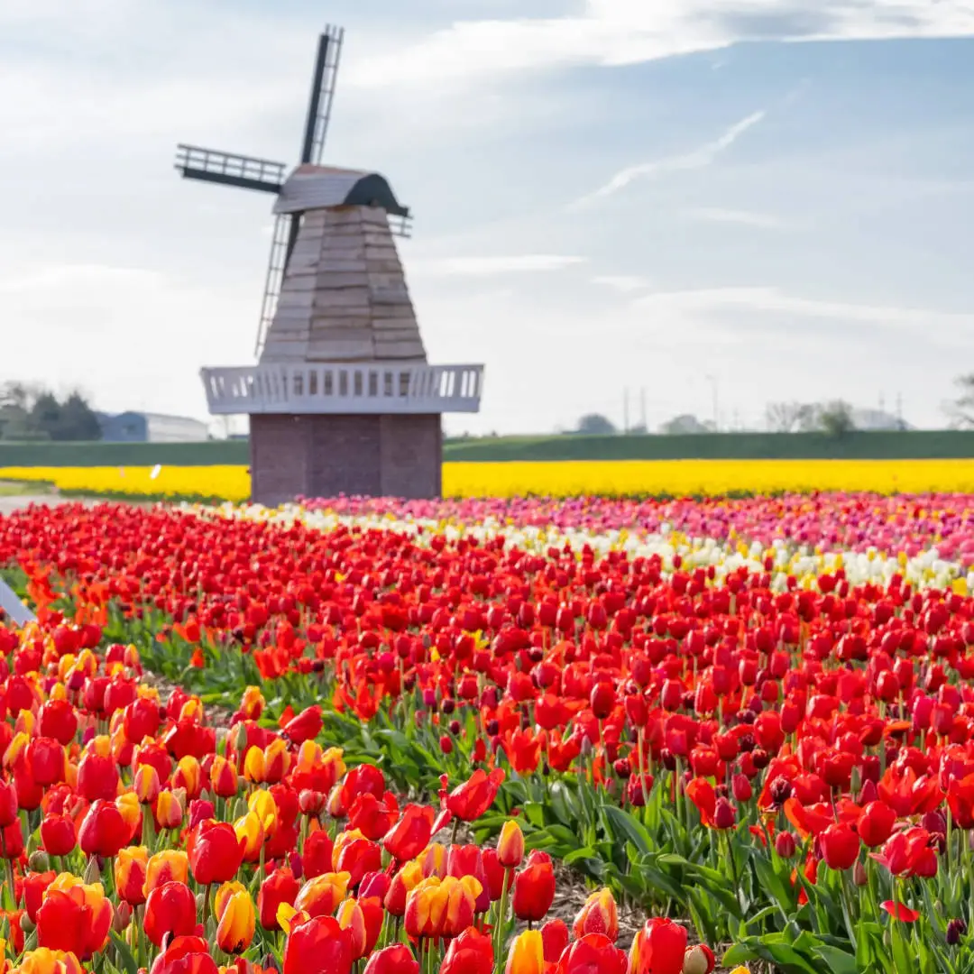The Tulip Barn in Hillegom