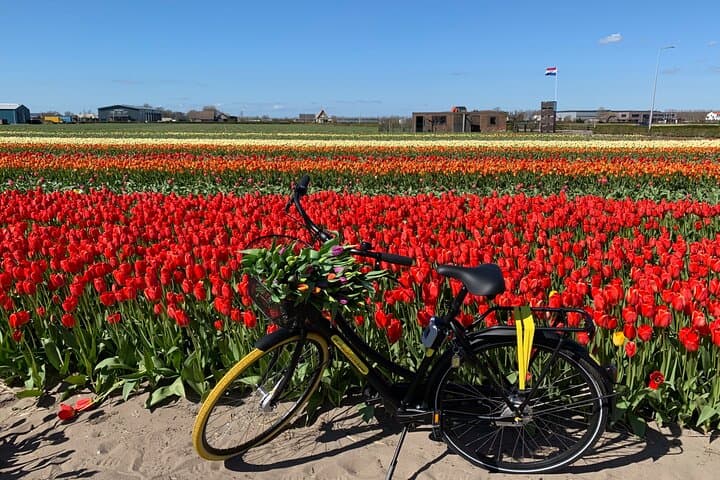Cyclists riding through colorful tulip fields in Holland