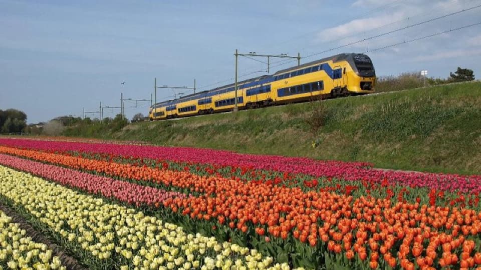 The Best Spots to Photograph Tulip Fields in the Netherlands
