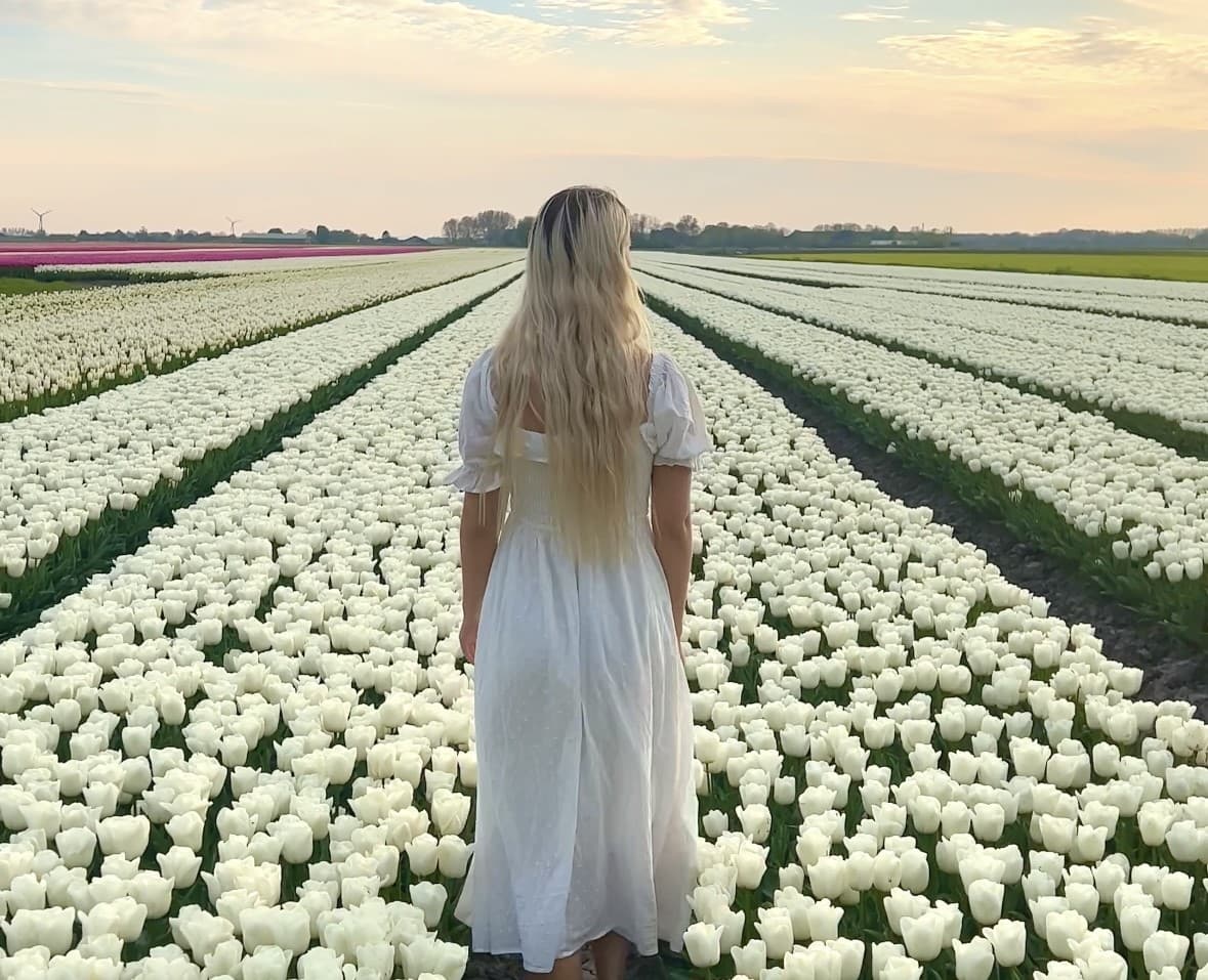 Dutch tulip fields at peak bloom in mid-April