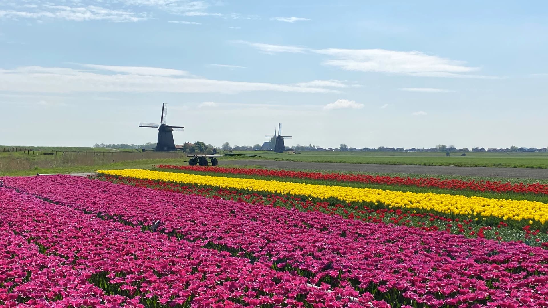 Traditional Dutch windmill with tulip fields