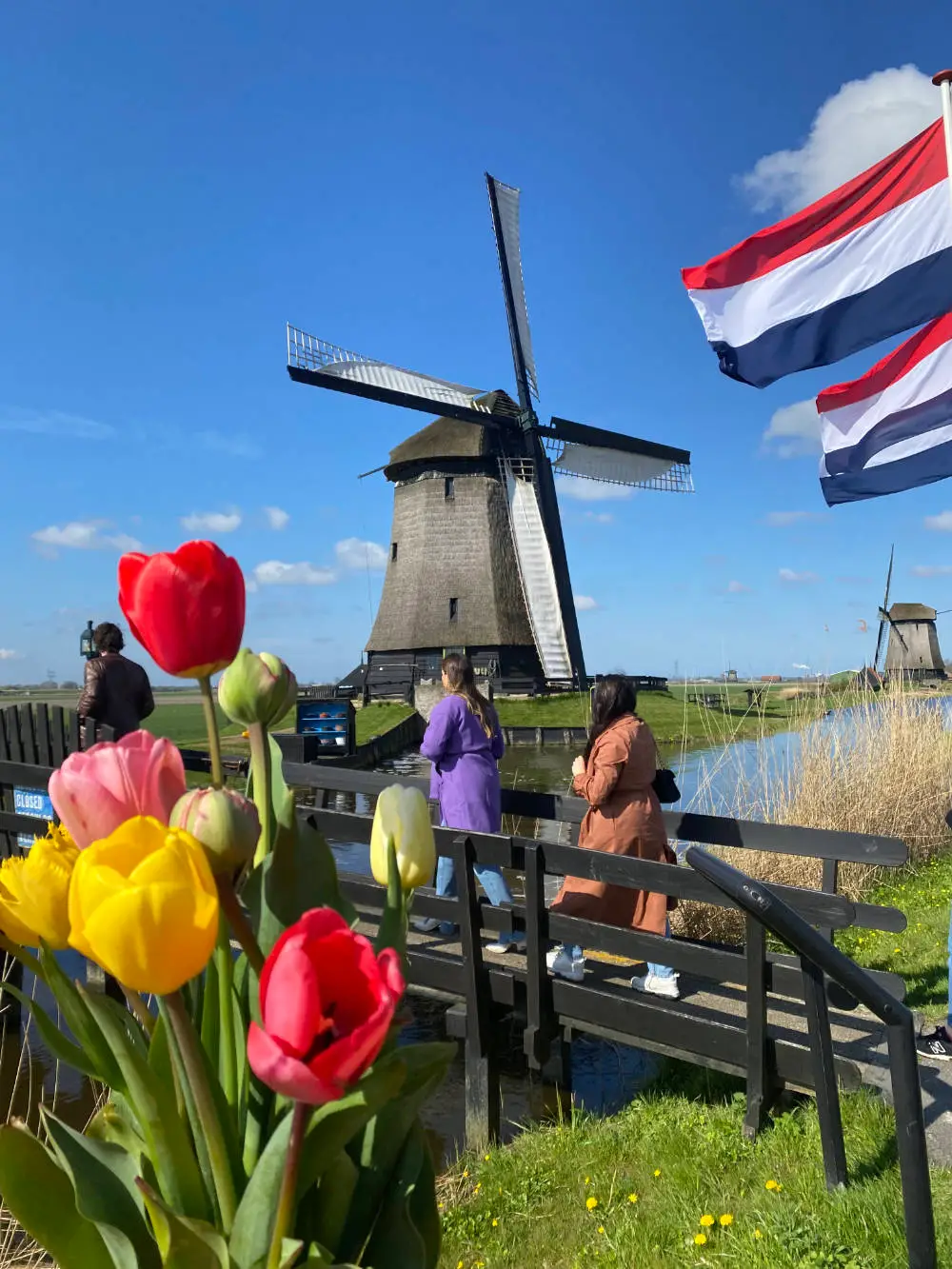 Mike's family tulip farm with Dutch flag and tulip fields in the background