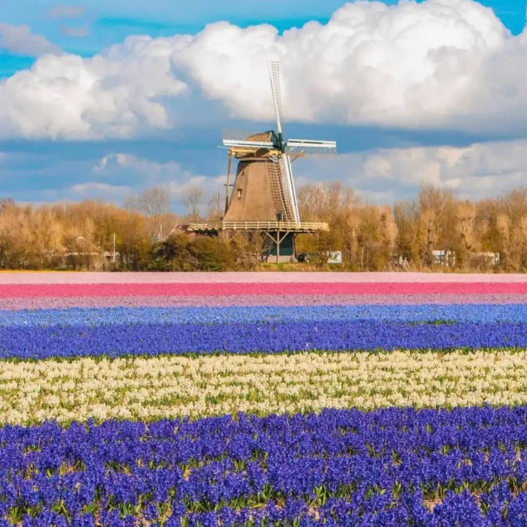 Windmill in a field of flowers