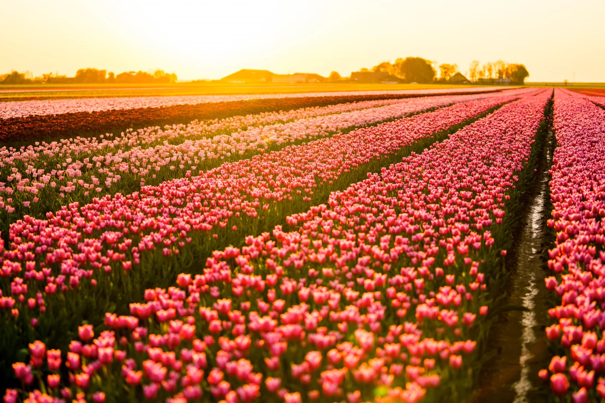 Tulip Tours