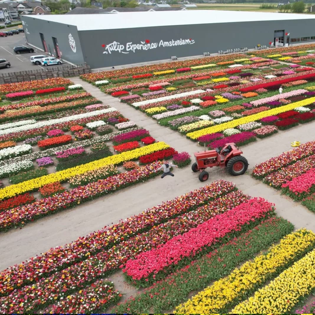 Tulip Experience Amsterdam