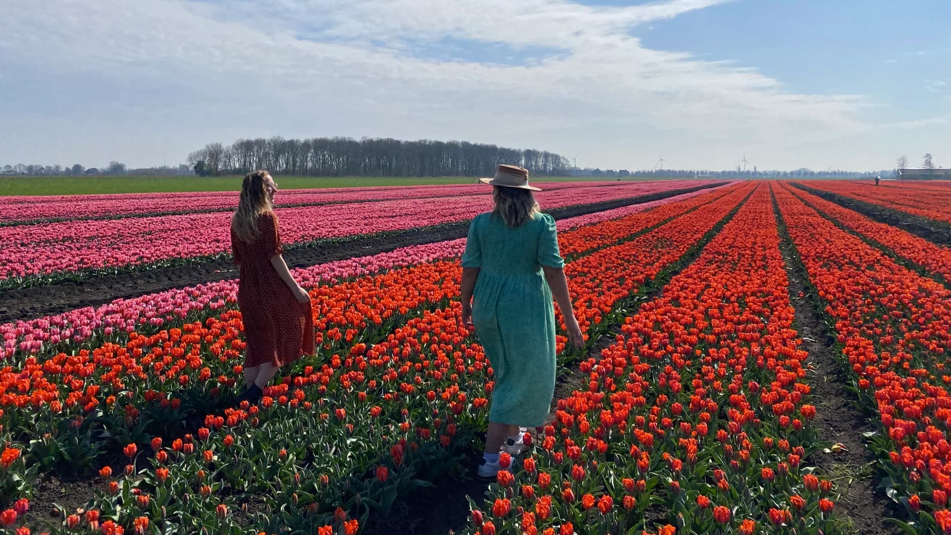 Visitors enjoying a Dutch tulip field in spring