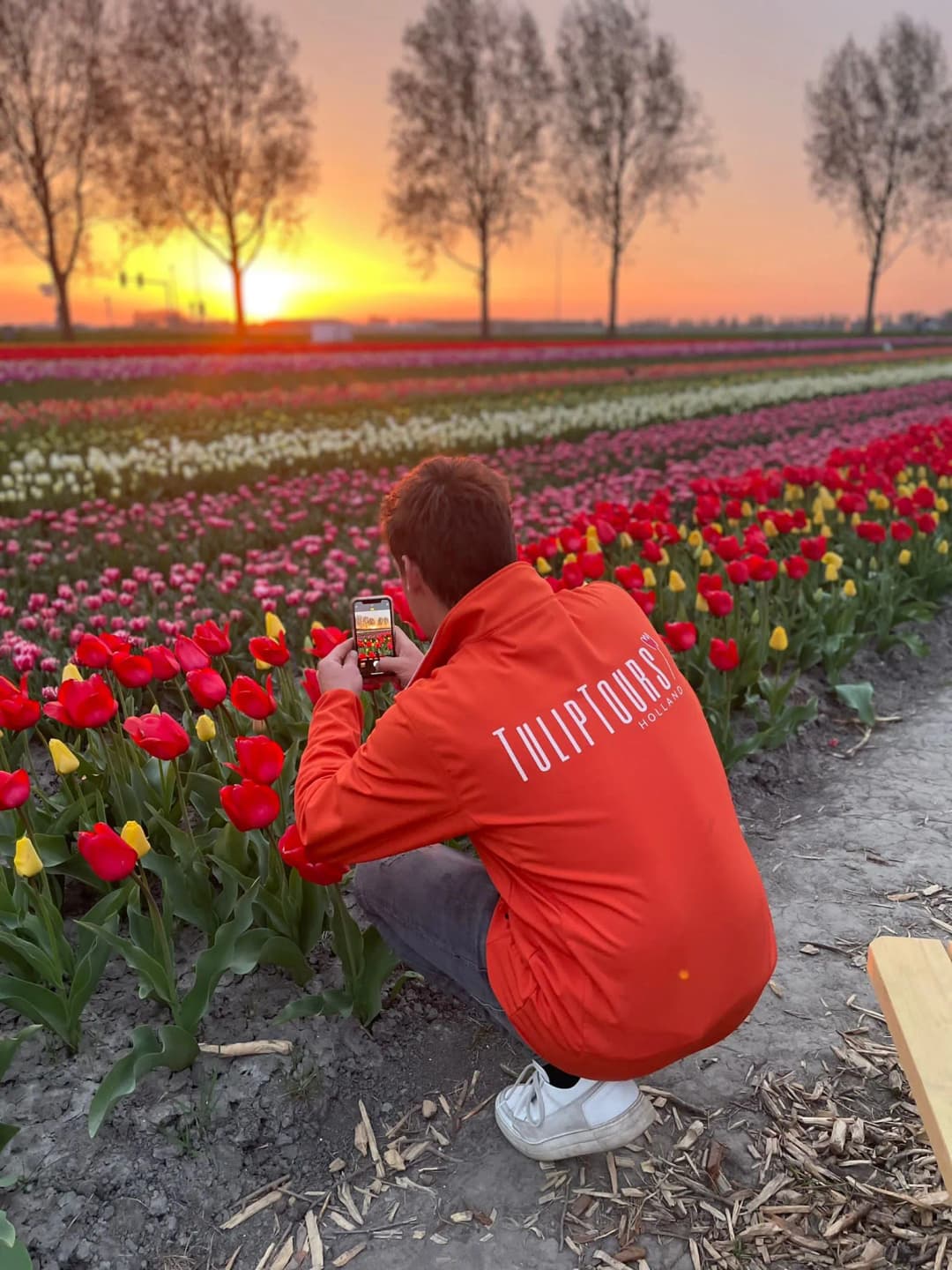 Guide takes photo of tulip field in sunset