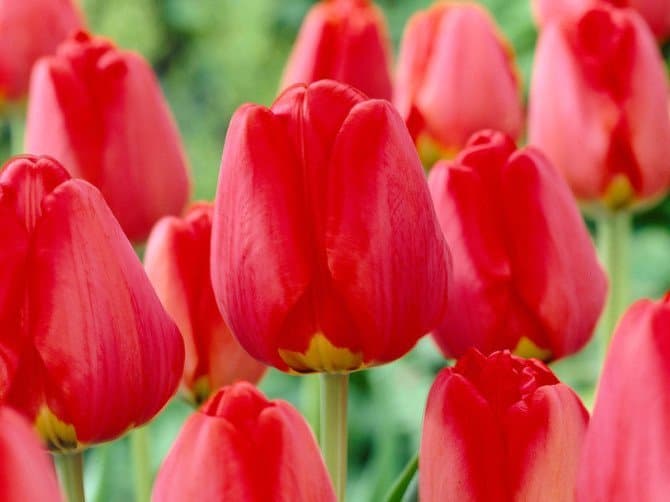 Dutch tulip bulbs