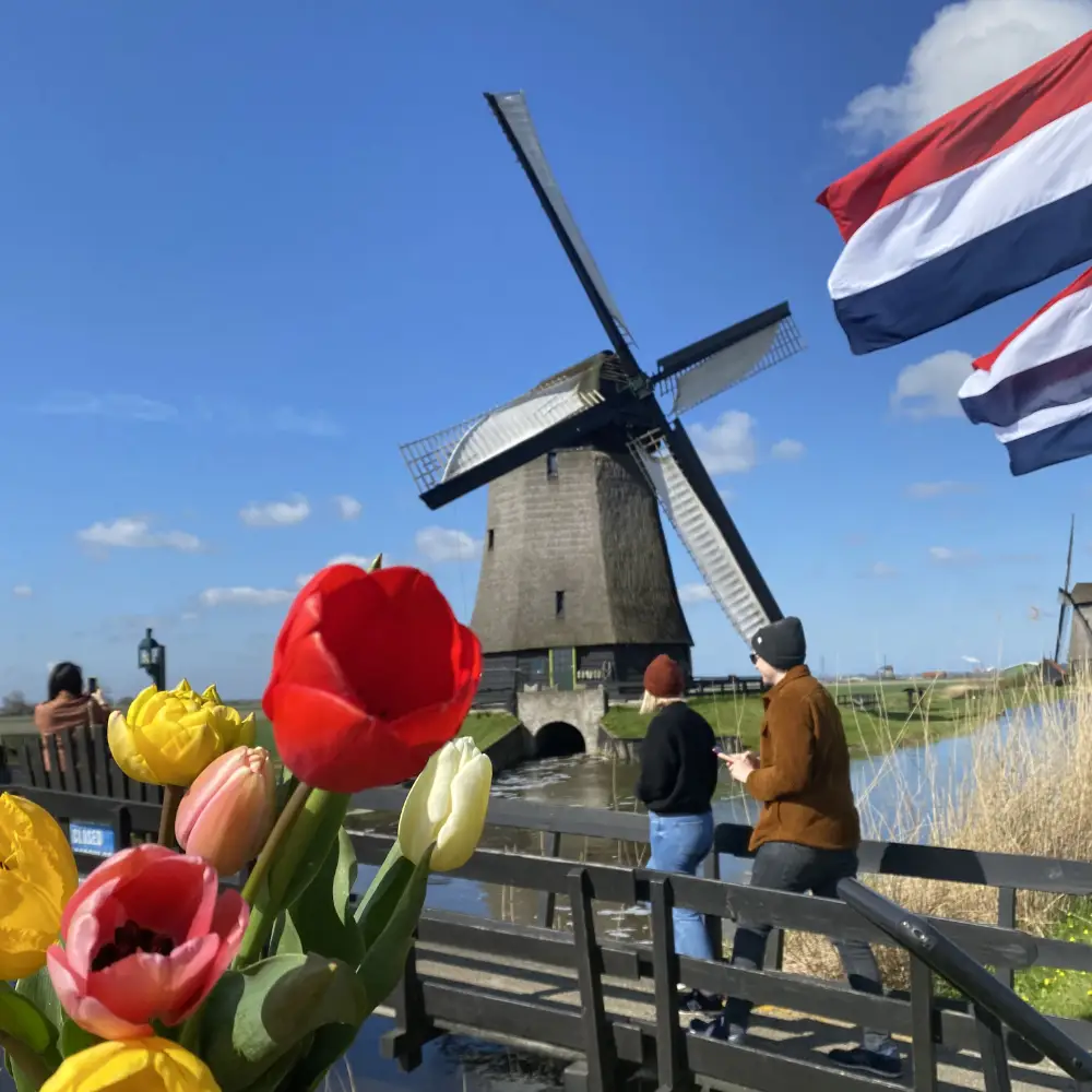 Dutch windmill in typical dutch landscape