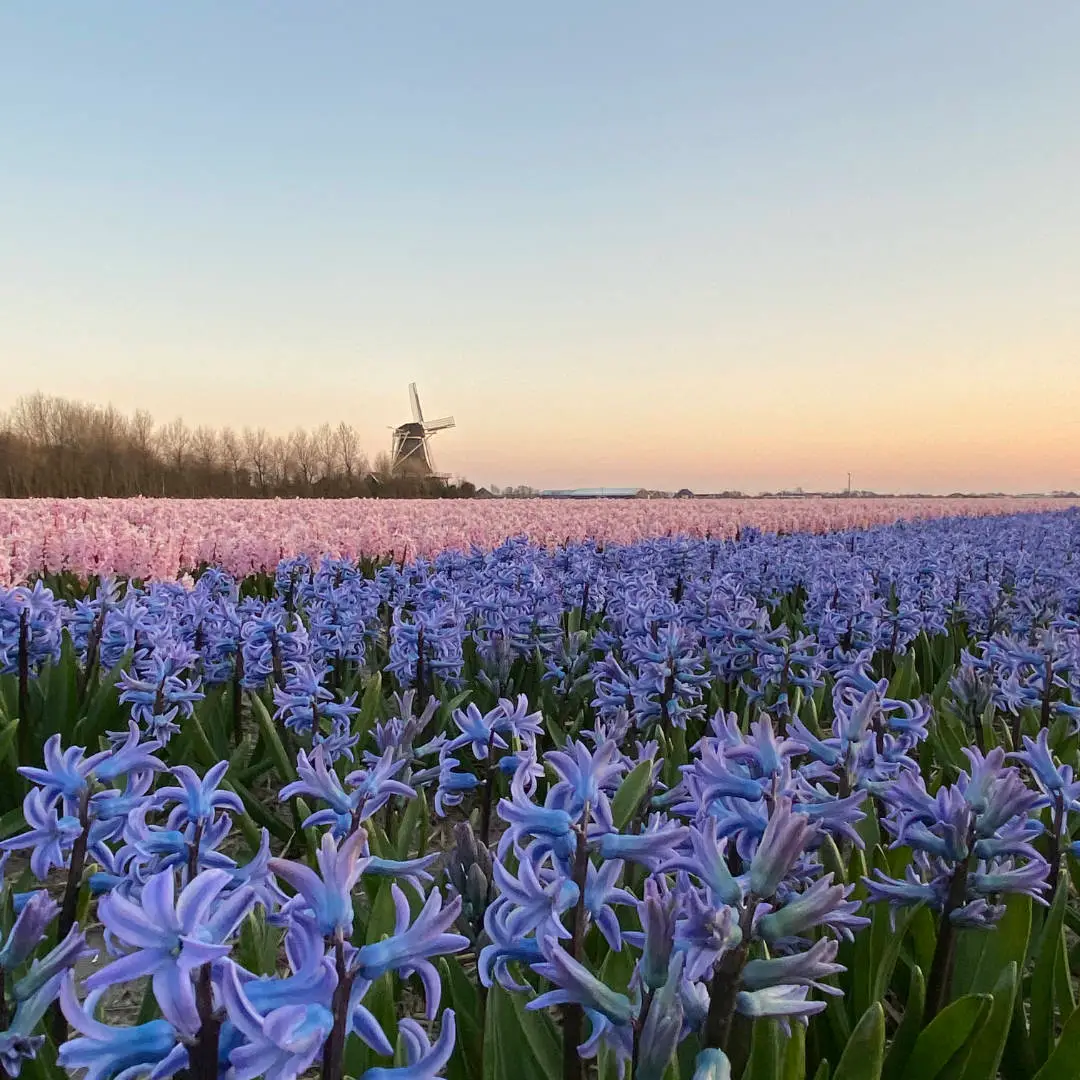 Early sping flowers in the Netherlands