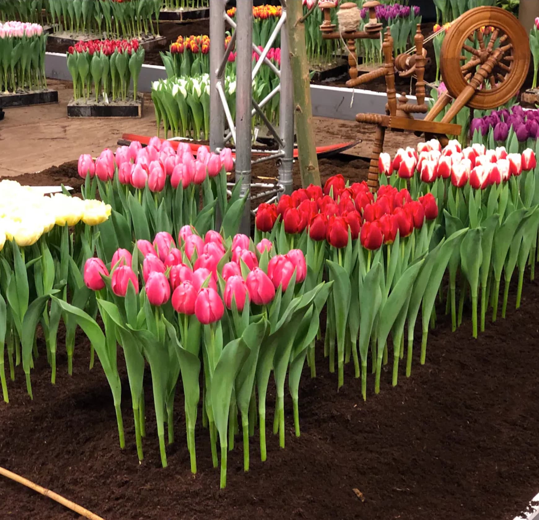 Tulip Tours