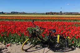Cyclists riding through colorful tulip fields in Holland