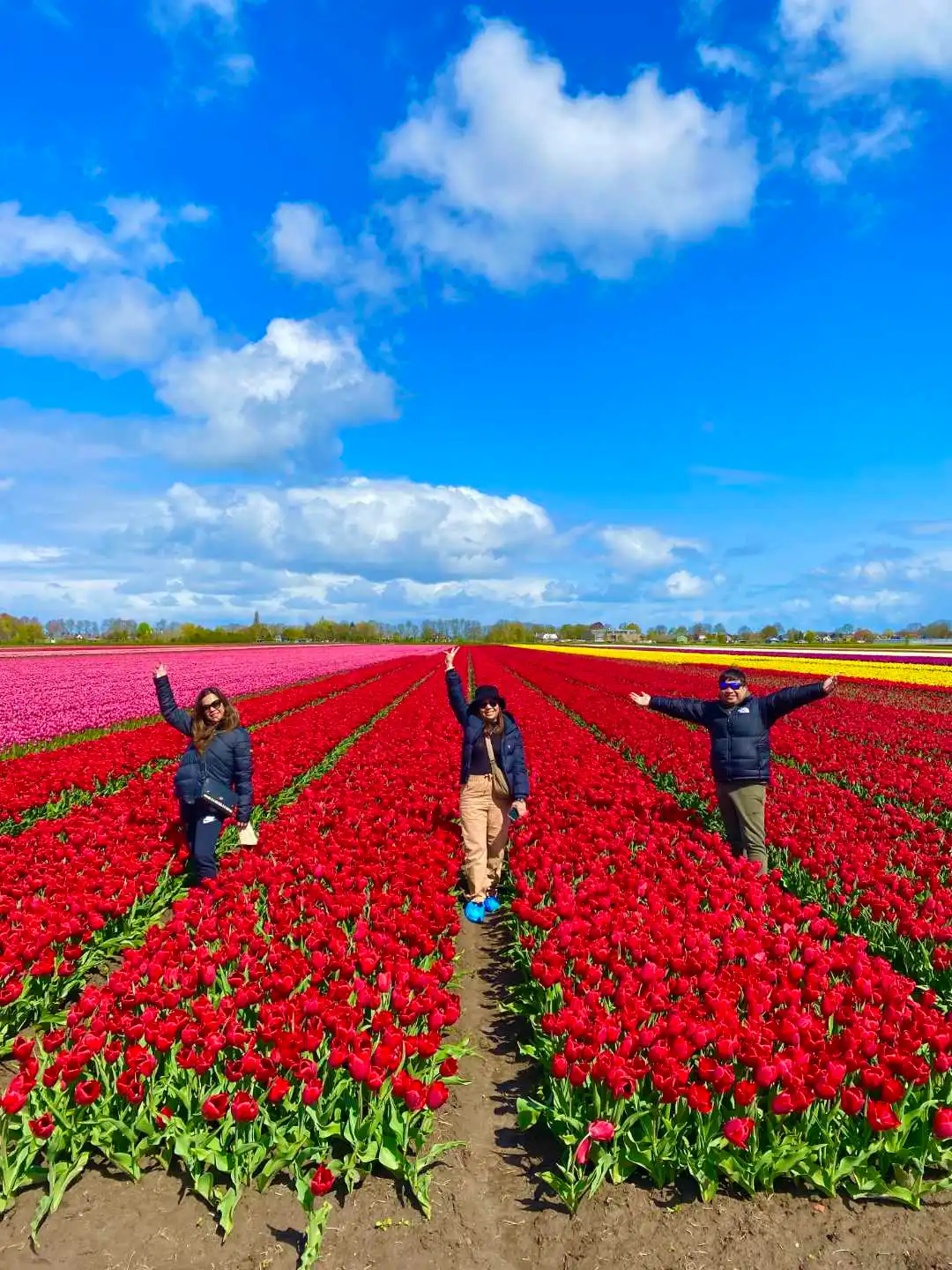Tourists in a Dutch tulip field