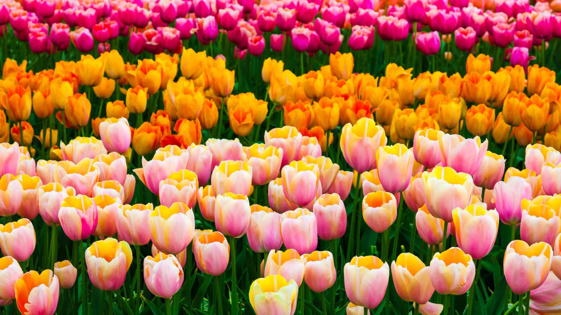 Colorful tulips blooming on a sunny day at Keukenhof